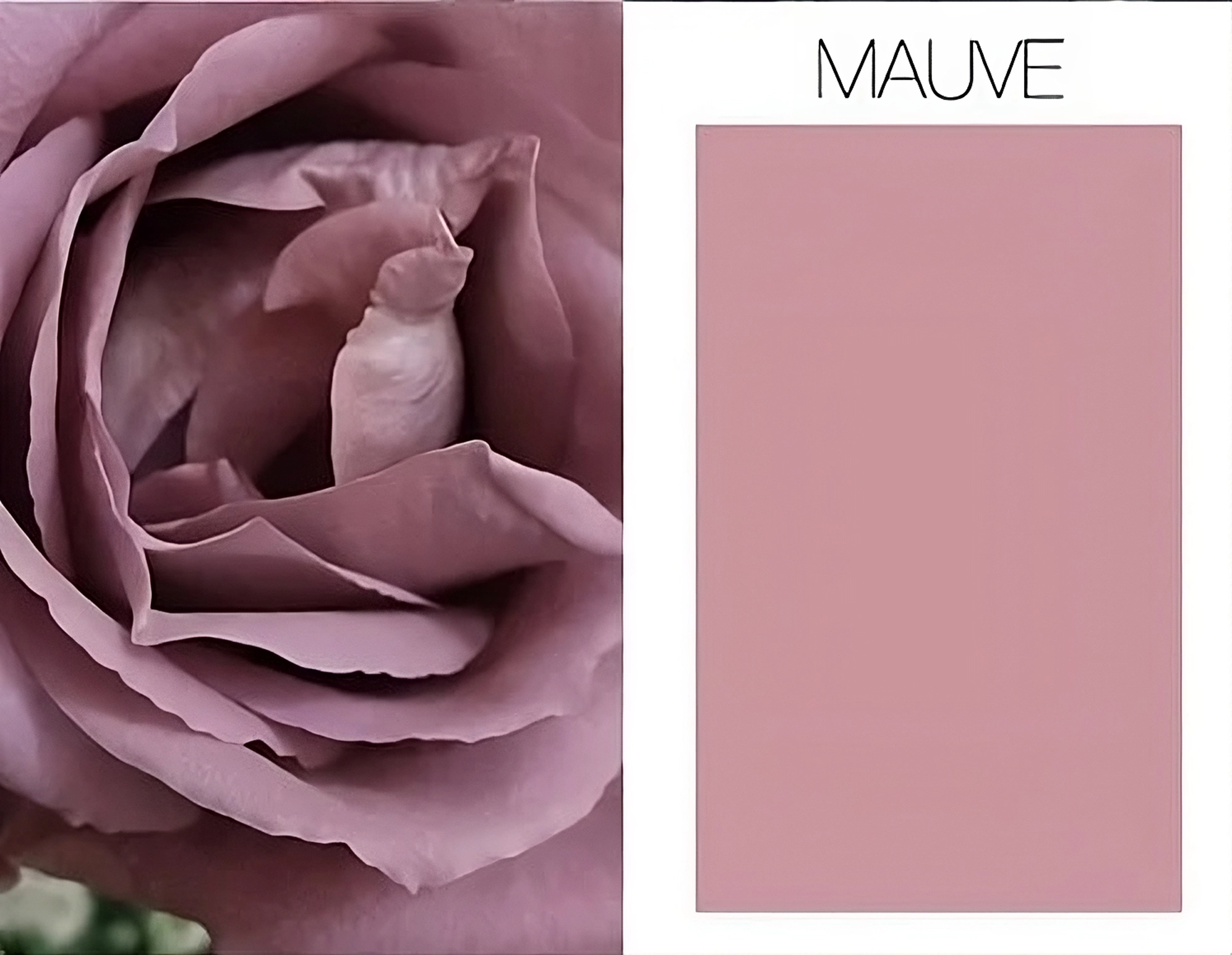 warna mauve cocok dengan warna apa